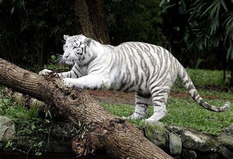 Sao paulo zoo on wn network delivers the latest videos and editable pages for news & events, including entertainment, music, sports, science and more, sign up and share your playlists. Zoologico de Sao Paulo - 2020 All You Need to Know BEFORE ...