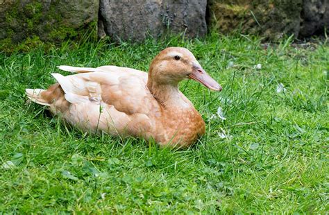 Buff Orpington Duck Facts Lifespan Behavior And Care Guide With