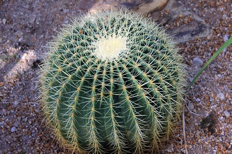 High quality golden barrel cactus gifts and merchandise. All About Barrel Cactus - Quiet Corner