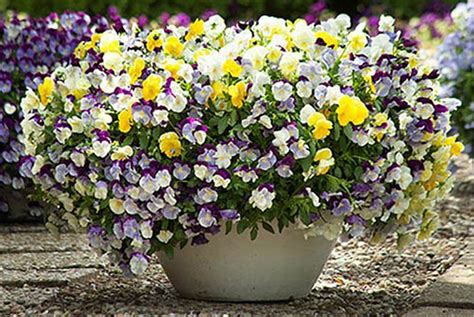 Garden Get Trailing Hardy Pansy Cool Wave Mix Heavy Duty Features