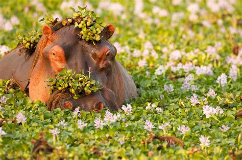 Africas Most Dangerous Animals