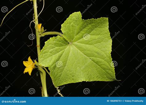 Cucumber Cucumis Sativus Leaf Closeup Stock Image Image Of Science