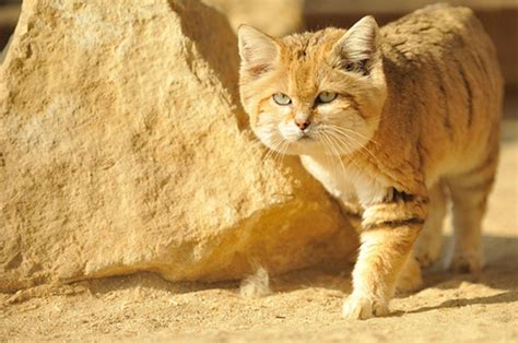 Why Is The Sand Cat The Strongest Cat On Earth