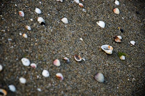 Free Images Sand Rock Pebble Soil Fauna Material Invertebrate Seashell Marine Biology