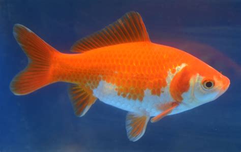 Pin By Kolarp Em On Goldfish Goldfish Fish Art Fish Pet
