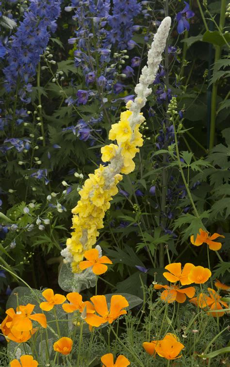 Whats That Tall Yellow Weed Doing In Monets Garden Plant Talk