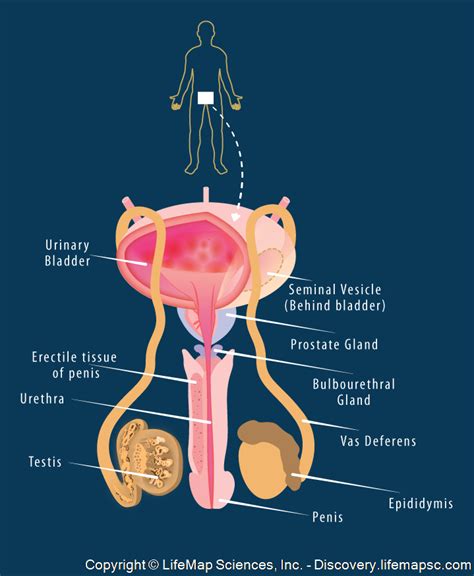 Male Reproductive System Infographic Lifemap Discovery