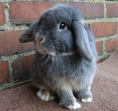 So Like Our Bun Fluffy Pet Bunny Mini Lop Cute Creatures