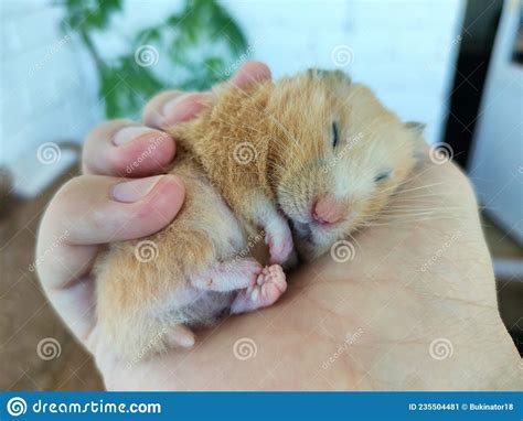 Cute Syrian Hamster Sleeping In The Owner S Hand Stock Image Image Of