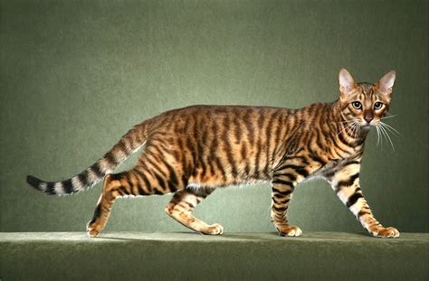 From Cheetah Spots To Kittys Stripes The Genetics Of Cat Coats Wired
