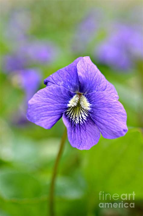 Wild Violet Photograph By Lila Fisher Wenzel Fine Art America