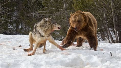 Wolves Take On A Polar Bear Video