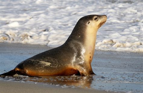 The Australian Sea Lions Information And Images The Wildlife