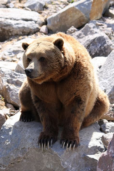 Ours Grizzli Zoo Sauvage De St Félicien Canada Face à Flickr