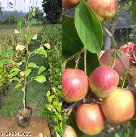 Kashmiri Sweet Red Apple Ber Fruit Plant Pack Of 1