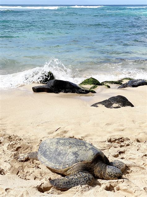 Laniakea Beach North Shore Oahu Turtle 3 A Passion And A Passport