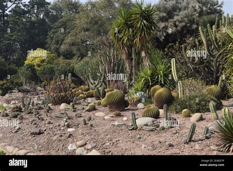 Different Types Of Cacti And Succulents Stock Photo Alamy