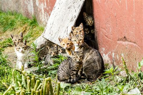 Should You Care For Your Neighborhood Feral Cat Colony Catster