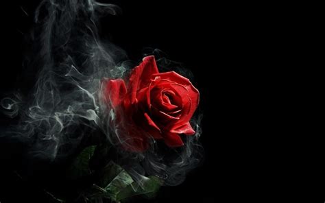 Use images for your pc, laptop or phone. Gothic Rose HD wallpaper | HD Latest Wallpapers