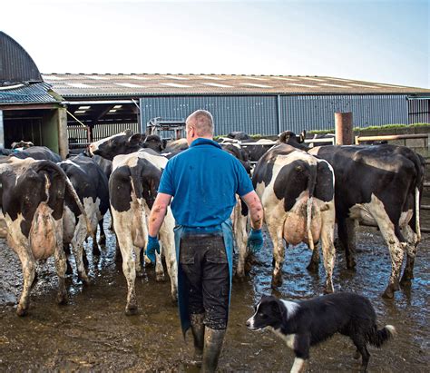 Dairy Farmers Have ‘once In A Lifetime Chance