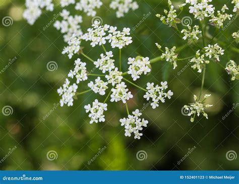 Cow Parsley Or Wild Chervil Anthriscus Sylvestris Blooming During