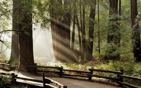 Wallpaper Sunlight Trees Forest Waterfall Nature Sun Rays Fence