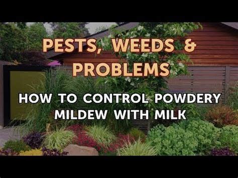 Could this be used on cannabis? How to Control Powdery Mildew With Milk - YouTube