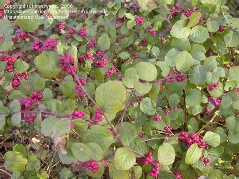 Plantfiles Pictures Coralberry Indian Currant Birds Eye Bush