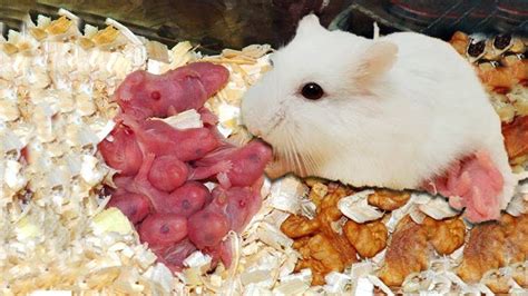 Time between delivery of kittens is usually 10 to 60 minutes and stages two and three are repeated. Wonderful Hamster Giving Birth First Time At Home ...