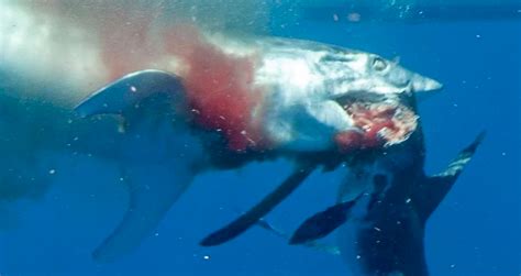 The Shortfin Mako Shark The Deadly Cheetah Of The Ocean