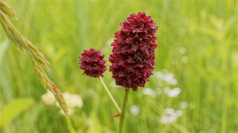 Great Burnet Characteristics Cultivation Care And Use Live