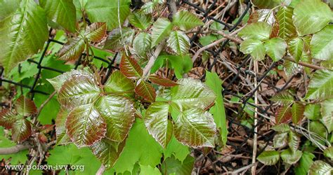 Check spelling or type a new query. Poison Ivy in Spring | The Poison Ivy, Poison Oak, Poison ...