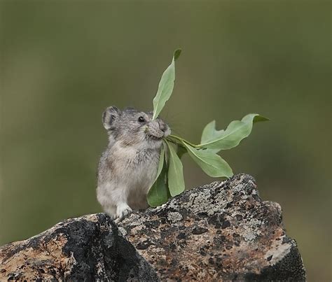 Collared Pika Facts Animals Of North America