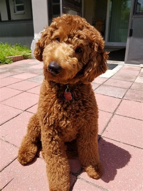 You may be looking for a big teddy bear dog! Goldendoodle Puppies, Miniature Goldendoodles ...