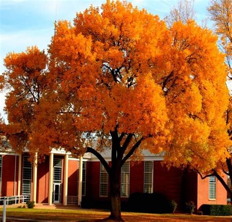 Salt lake city trees is a place to fulfill your utah tree needs. Chinese Pistache - This should be the official tree of the ...