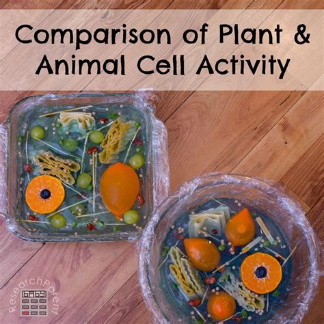 An animal cell is one of the most complicated things that we know of probably in the entire universe. Plant and Animal Cell Comparison Activity | Plant and ...
