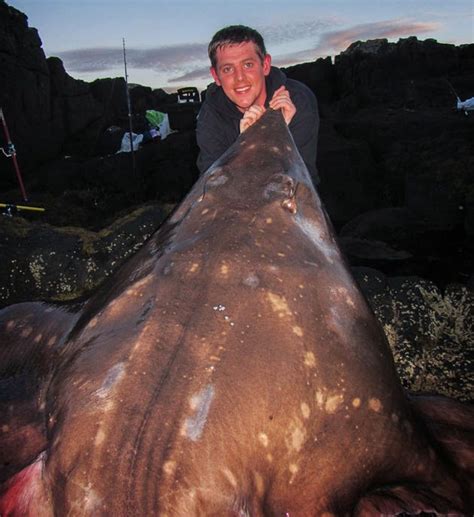 The Aquaculturists 23072014 The Biggest Fish Ever Caught In Uk Waters
