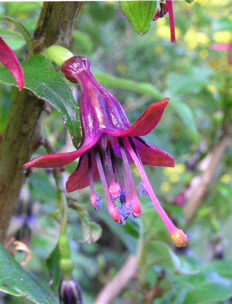 Wednesday Weed Fuchsia Bug Woman Adventures In London