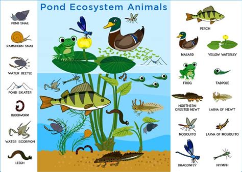 Pond Ecosystem Types Food Chain Animals And Plants Earth Reminder