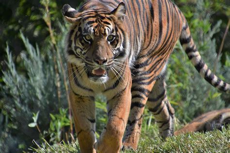 Tiger On The Prowl Photograph By Flo Mckinley Fine Art America