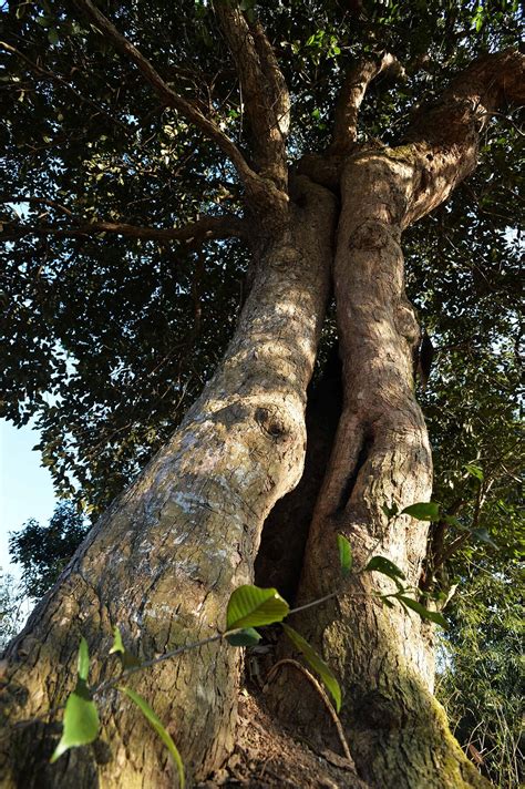 Prehistoric Tree Is First Of Its Kind Found Below The Equator