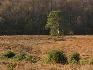 Holmsley Bog New Forest © Jim Champion Cc By Sa20 Geograph