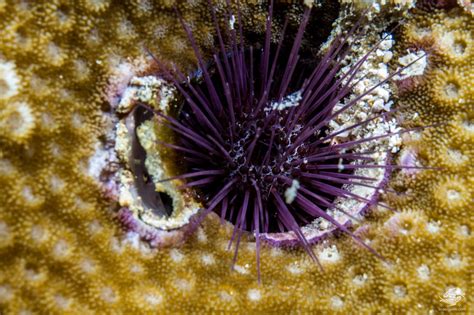 Burrowing Fine Spine Sea Urchin Facts And Photographs Seaunseen