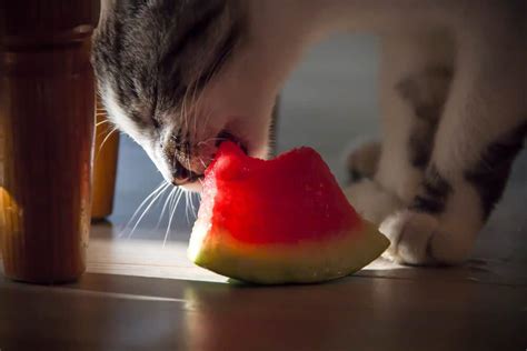 Can Cats Eat Watermelon Can Cats Eat Watermelon Without Any Problem