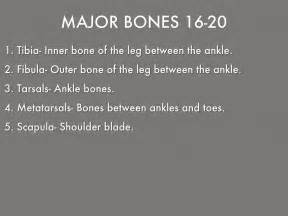 Together these bones form the vertical axis of the body (the axial skeleton). Skeletal System by ge3009