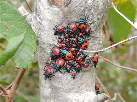 Maryland Biodiversity Project Florida Predatory Stink Bug