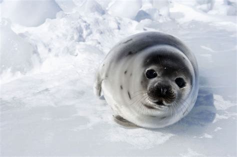 Harp Seal Beater Cute Seals Baby Seal Animals