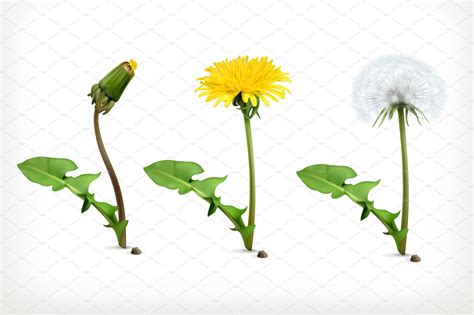 We did not find results for: Dandelion flowers vector icons ~ Illustrations ~ Creative ...