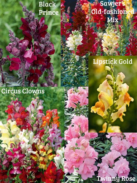 Das löwenmäulchen passt zu den unterschiedlichsten gartenstilen und eignet sich auch als schnittblume. Löwenmäulchen ('Snapdragons') - Pflanzen & Blumen Garten