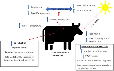 Frontiers Impact Of Heat Stress On Dairy Cattle And Selection Strategies For Thermotolerance